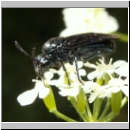 Arge gracilicornis - Blattwespe 04.jpg